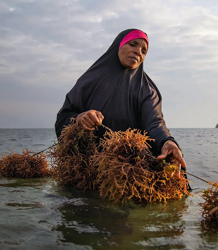 Seaweed Center Tour