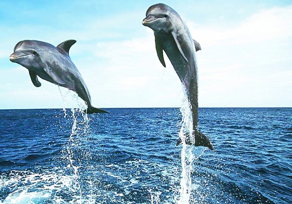 KIZIMKAZI DOLPHIN TOUR