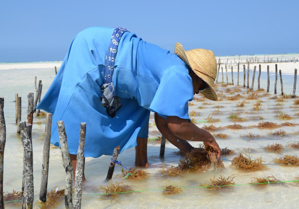 SEAWEED FARMING TOUR