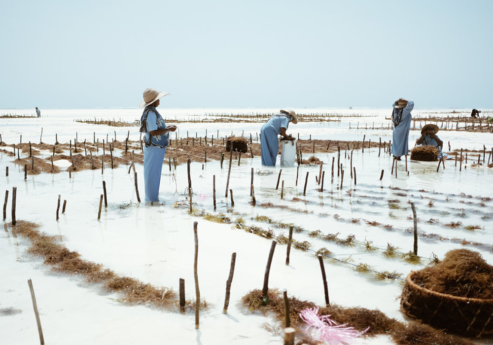 SEAWEED FARMING TOUR