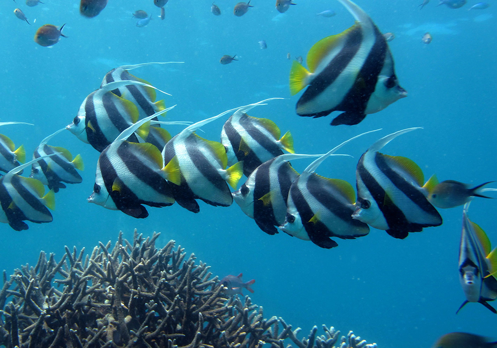 DIVING & SNORKELING IN ZANZIBAR