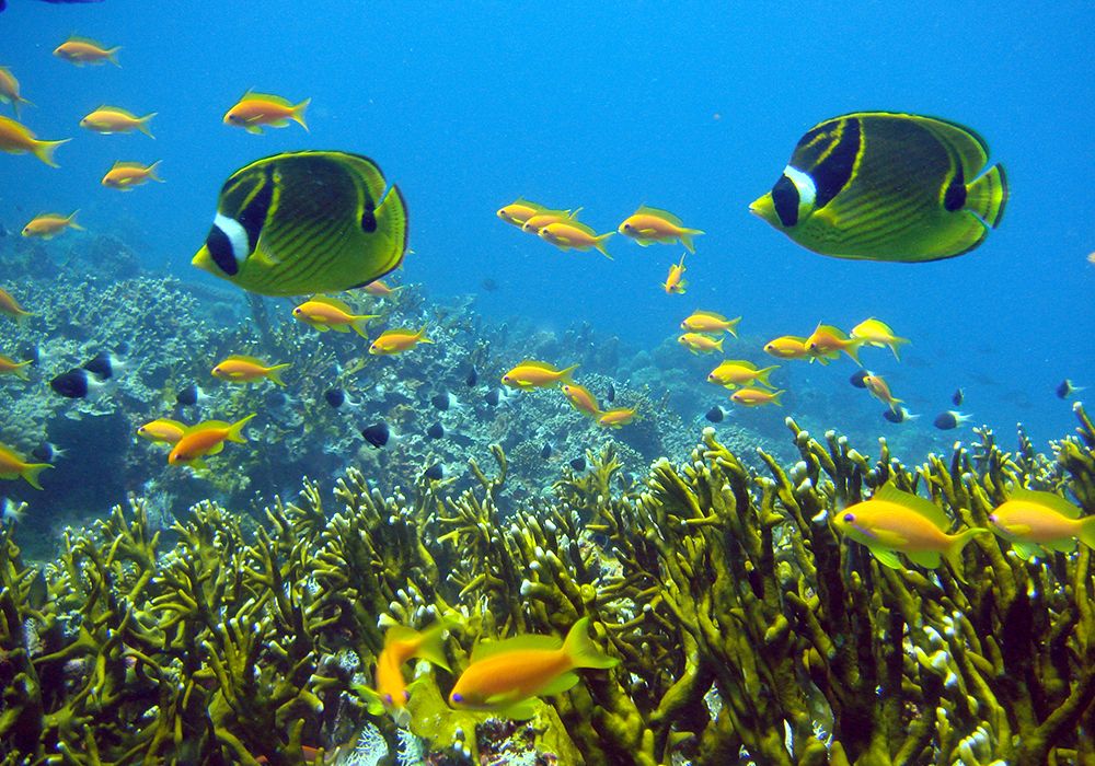 DIVING & SNORKELING IN ZANZIBAR