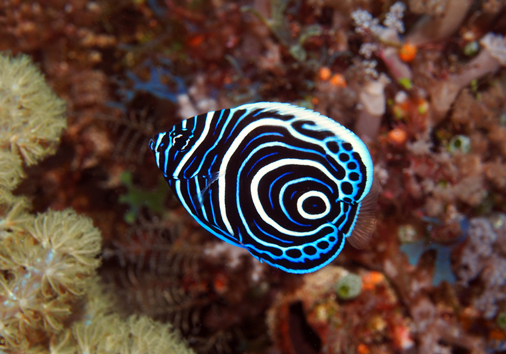 DIVING & SNORKELING IN ZANZIBAR